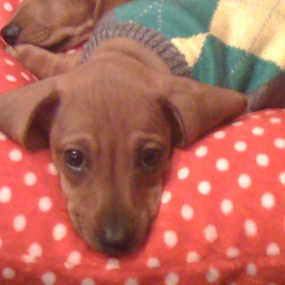 Meet your Posher, Larisa