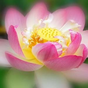 Meet your Posher, Charisma