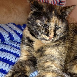 Meet your Posher, Shari