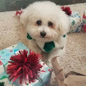 Meet your Posher, Laurie