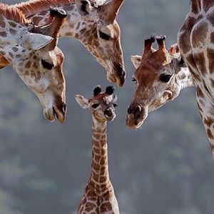 Meet your Posher, Marcie