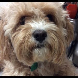 Meet your Posher, Hannah