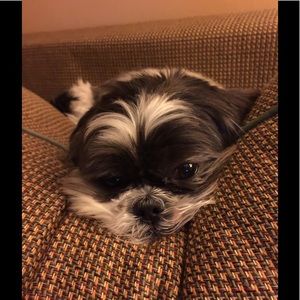 Meet your Posher, Bonnie