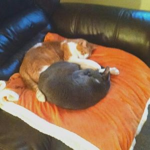 Meet your Posher, Laurie