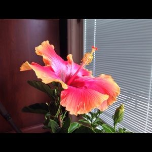 Meet your Posher, Mimi