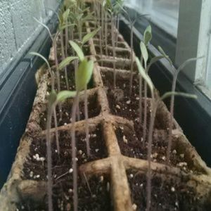 Meet your Posher, Bruce