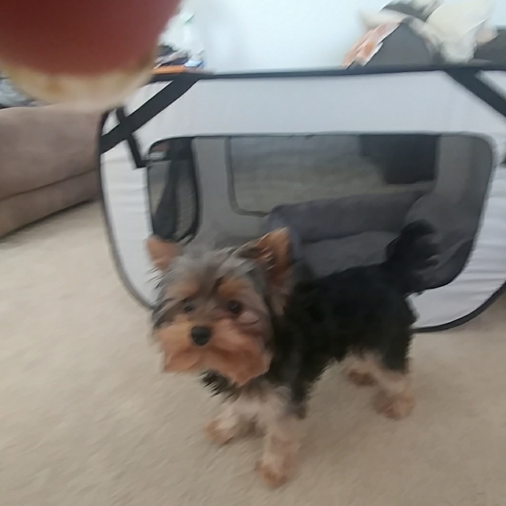 Meet your Posher, Dana