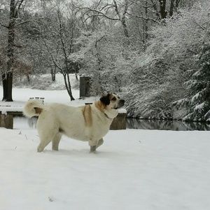 Meet your Posher, Dawn