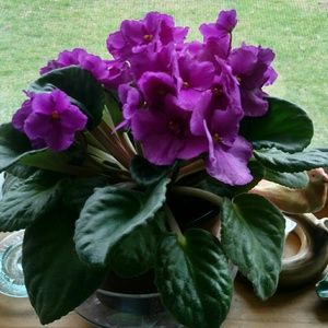 Meet your Posher, Vivian