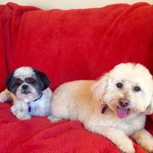 Meet your Posher, Carol