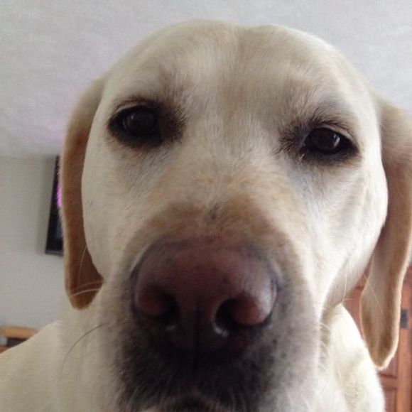 Meet your Posher, Chris - Picture 1 of 1