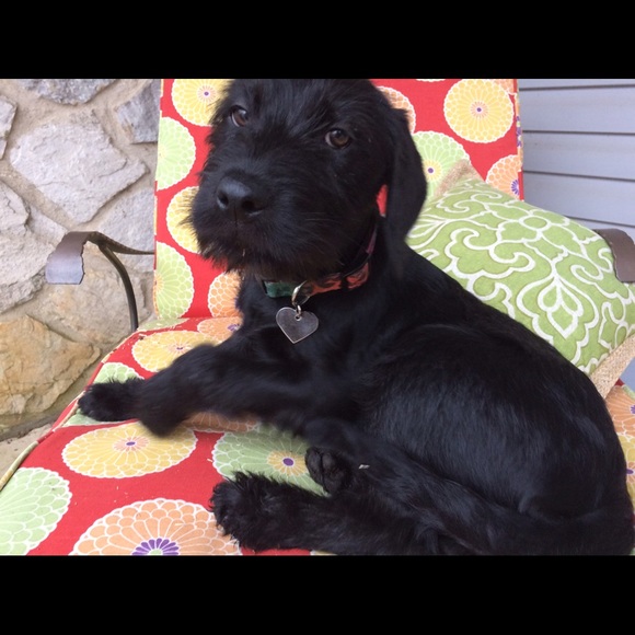 Meet your Posher, Cheryl - Picture 1 of 1