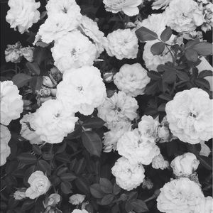 Meet your Posher, Tessa