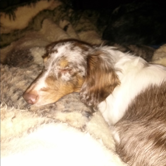 Meet your Posher, Tanya - Picture 2 of 5