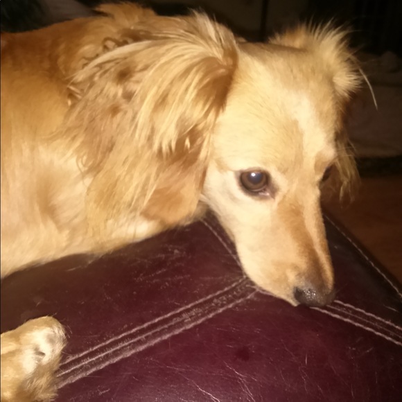 Meet your Posher, Tanya - Picture 3 of 5