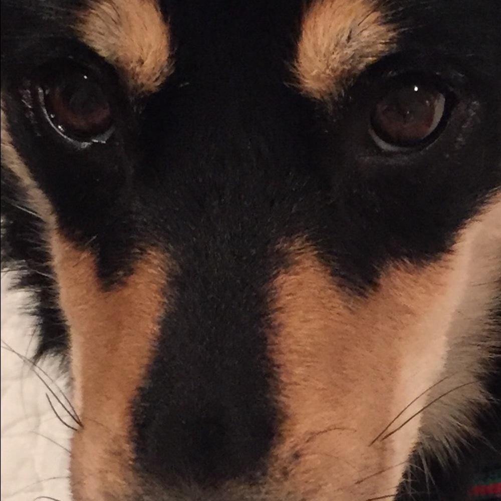 Meet your Posher, Enzo