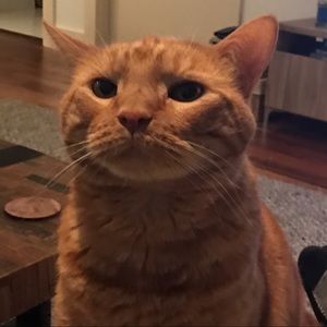 Meet your Posher, Phil