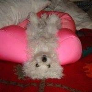 Meet your Posher, Merry