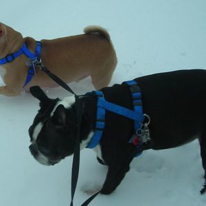 Meet your Posher, Violet