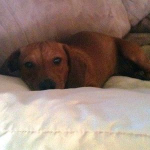 Meet your Posher, Debbie