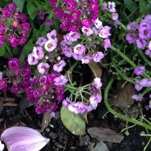 Meet your Posher, Chuck