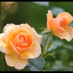 Meet your Posher, Jin