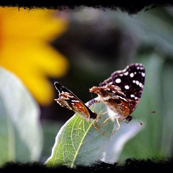 Meet your Posher, Beth - Picture 1 of 1