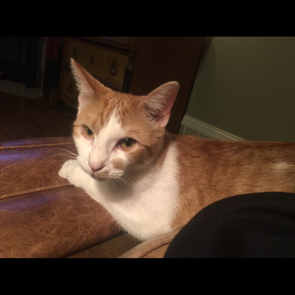 Meet your Posher, Debbie