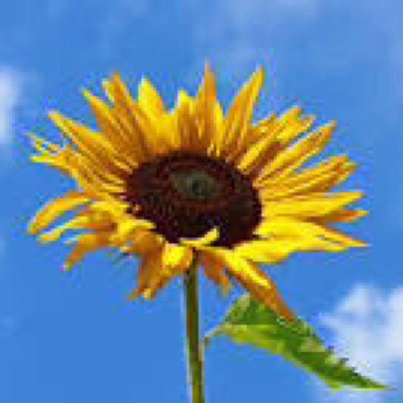 Meet your Posher, Diamond - Picture 1 of 1