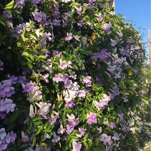 Meet your Posher, Ivonna