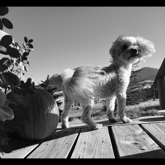 Meet your Posher-Rosa - Picture 4 of 16