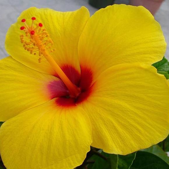 Meet your Posher, Jan - Picture 1 of 1