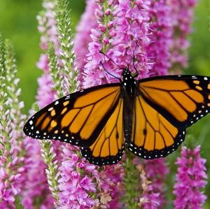 Meet your Posher, Michele