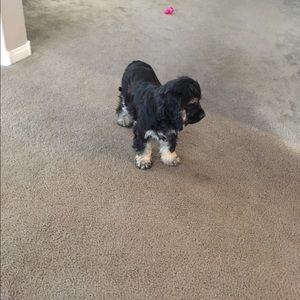 Meet your Posher, Chris