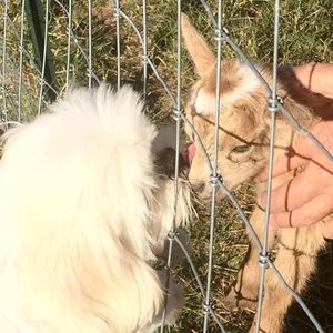 Meet your Posher, Donna