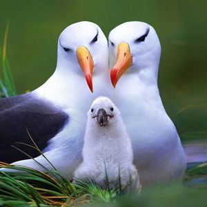 Meet your Posher, Philip