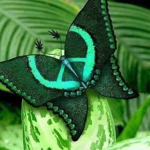 Meet your Posher, Patty