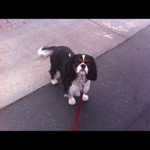 Meet your Posher, Susan