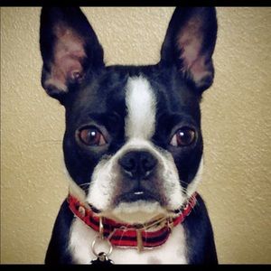 Meet your Posher, David