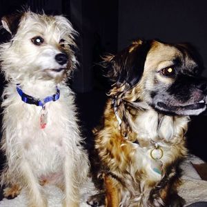 Meet your Posher, Ann