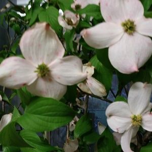 Meet your Posher, Elaine