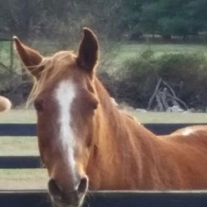 Meet your Posher, Penny