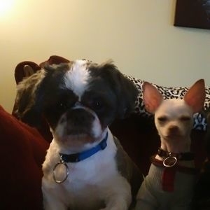 Meet your Posher, Donna