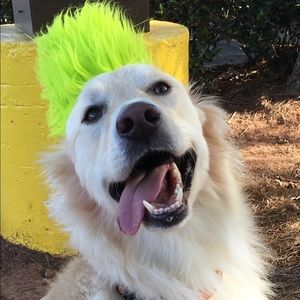 Meet your Posher, Dana