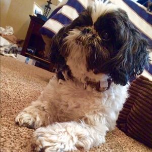 Meet your Posher, Austin