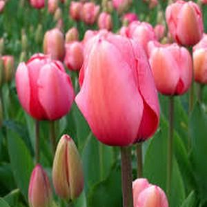 Meet your Posher, Kathleen