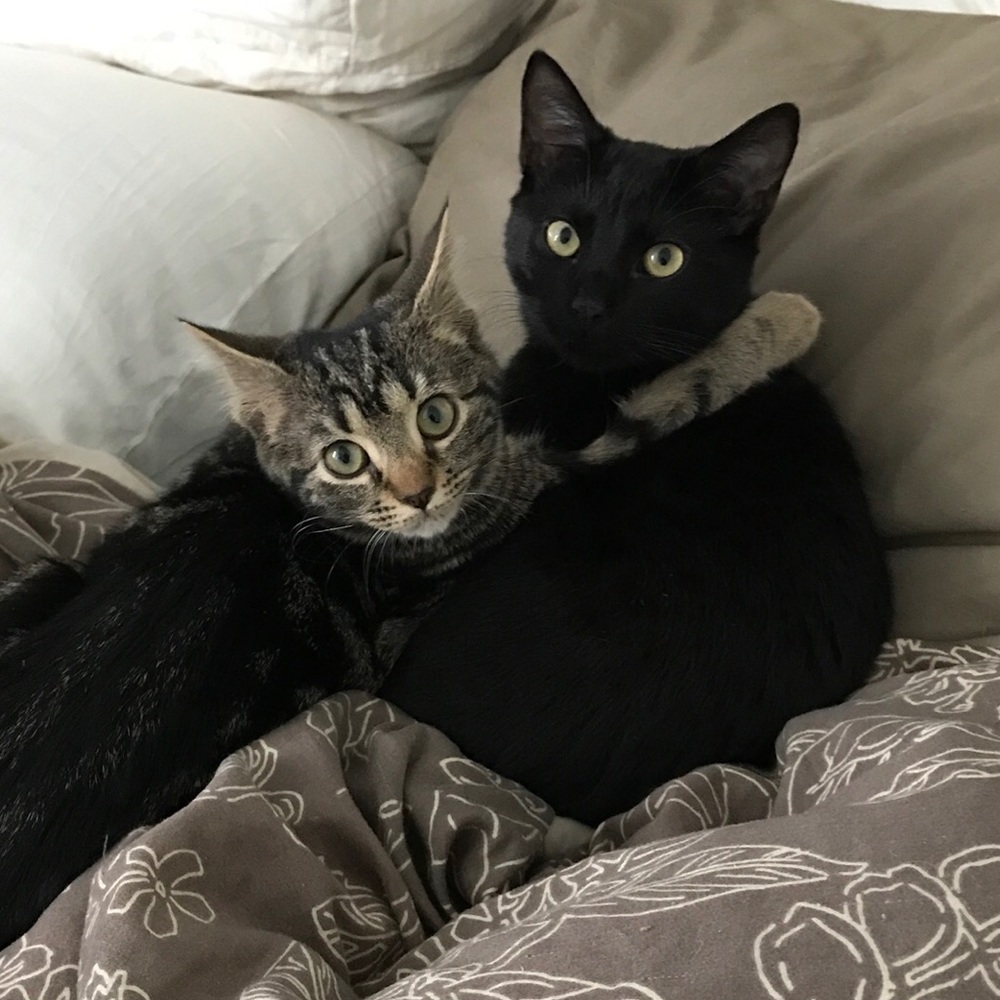 Meet your Posher, Shanna