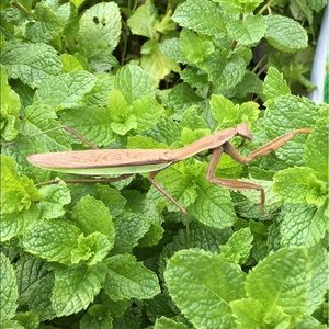 Meet your Posher, Louisa