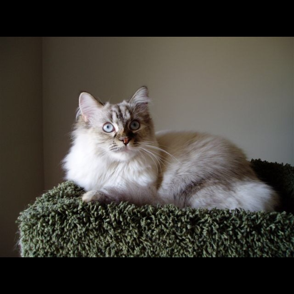 Meet your Posher, Robin