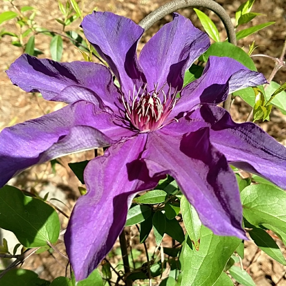 Meet your Posher, Ginger